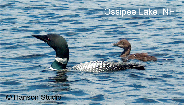 Ossipee Lake, NH - Loon & Chick 